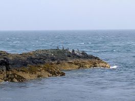 Nefyn