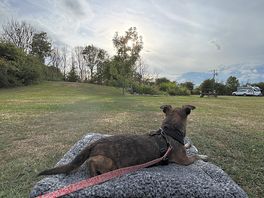 Dog friendly