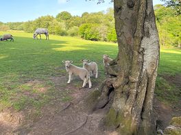 Sheep on the farm