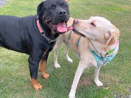 Lovely resident dog on left