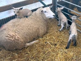Day old lambs