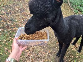 Super cute alpacas
