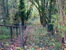 Small wooded area to walk to dogs