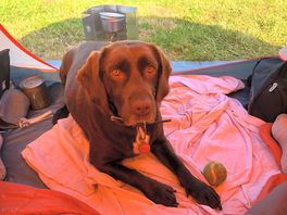 Dog enjoyed the camp