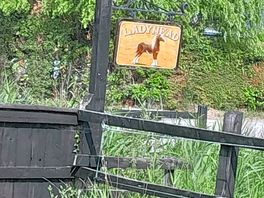 Sign to lookout for
