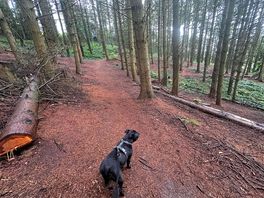 Woods above dog walk