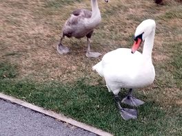 Swans