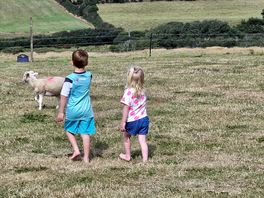 Sheep