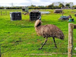 Lots of animals on this working farm including llamas, alpacas, goats, emus, chickens etc.