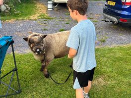 Animal interactions