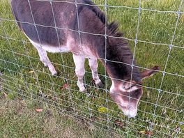 Donkey