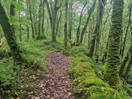 Another forest hike