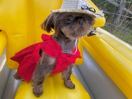 Dog friendly