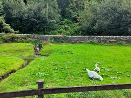 Swans and a wee stream