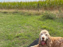 Cornfield
