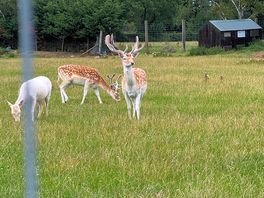 On site deer