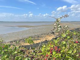 Coastal walk along colne estuary