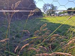 Chickens grazing
