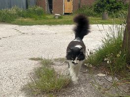 Campsite cat