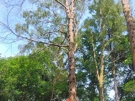 Big tree climb