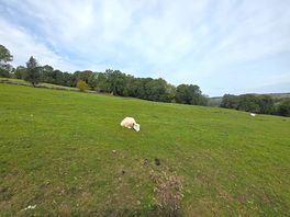 Sleeping sheep