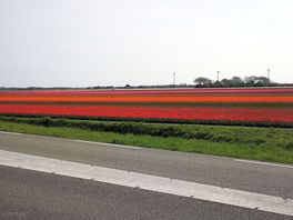 Local fields