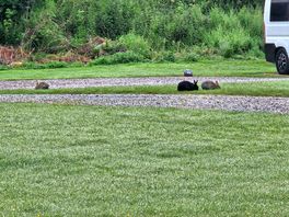 Bunnies! several families came out to play at dawn and dusk