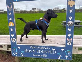 Our dogs love the dog field