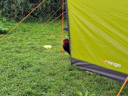 Chicken hanging out at tent