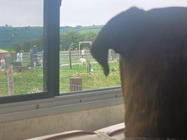 Our rescue kevin couldn't believe his eyes all the different animals