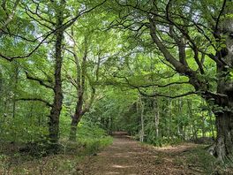 Forest walking