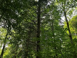 Beautiful woods