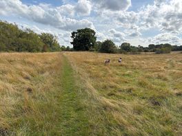 Local walks.