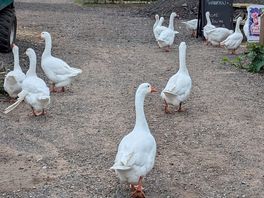 Geese