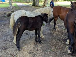 Horses