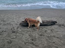 Dog loved the beach