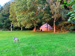 Glamming tents i the trees