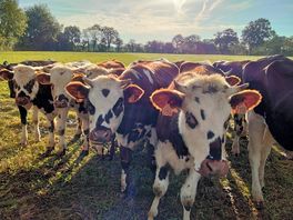 Friendly cows