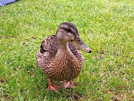 Ducks are very friendly