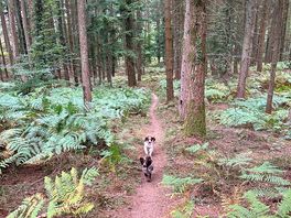 Forest walk on the doorstep