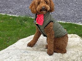 Jasper loved his break away