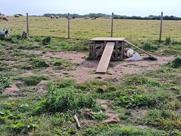 Goat feeding area
