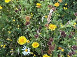 Wild flowers