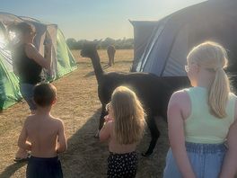 Alpacas coming to say hi
