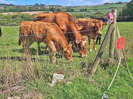 Visit from the cows