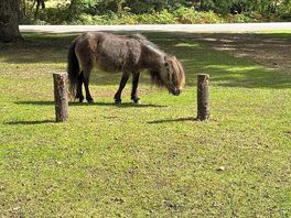 This little fella was a regular and very intuitive.