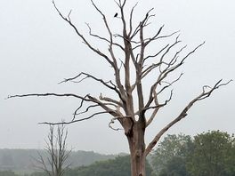 My boys dubbed this the spooky tree