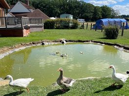 Farm birds