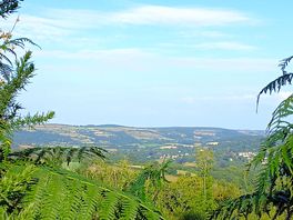 View from clearing