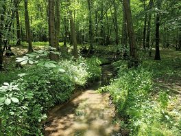 Stream on the walk up to the campsite